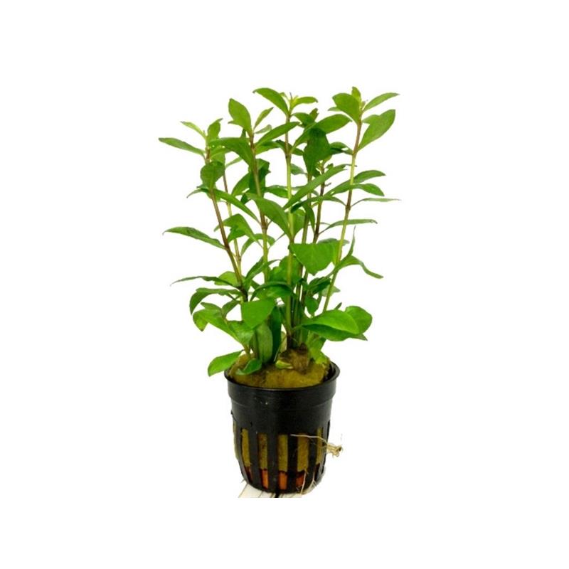 Planta acvariu Hygrophila Polysperma Stoffels - imagine 4